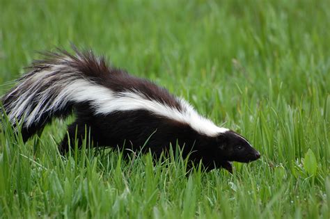 Best DIY Skunk Odor Removal - The BioClean Team