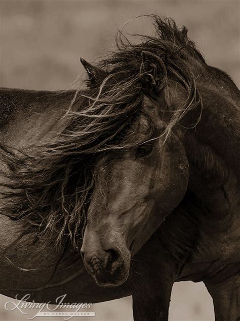 Wild Horse Photography Sable Island Stallion Wild Horse Print | Etsy