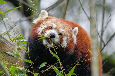 Premium Photo | Young red pandas eating bamboo portrait of a panda ...