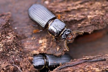 Ground Beetle | Pest Information & Prevention Tips