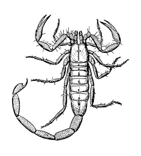 Scorpion Clipart Illustration Free Stock Photo - Public Domain Pictures