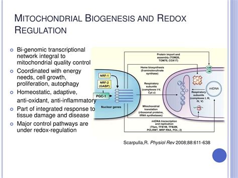 PPT - Mitochondrial Biogenesis and Redox Regulation PowerPoint Presentation - ID:657938