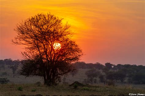 Serengeti-Sunrise | Serengeti National Park, Tanzania 2020 | Steve ...