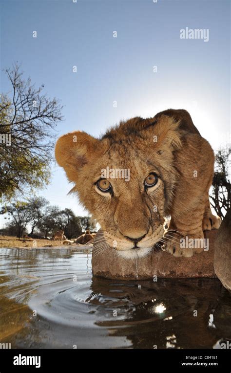 African lion cubs Stock Photo - Alamy