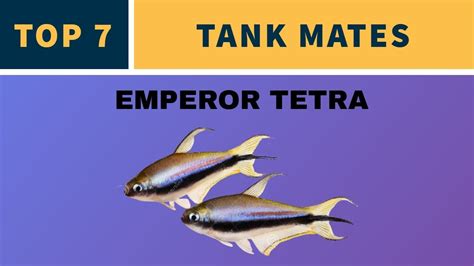 TOP 7 TANK MATES FOR EMPEROR TETRA - YouTube