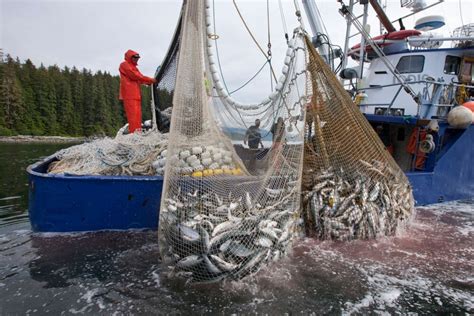 Why are Alaskan fishers allowed to catch B.C.-bound salmon? - Richmond News