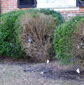 Boxwood Blight – Wisconsin Horticulture