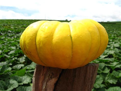 Yellow pumpkin, photo, #1325133 - FreeImages.com