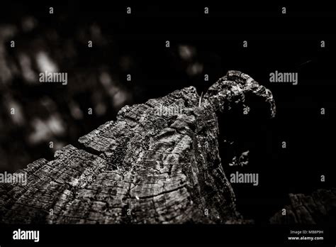 Rotting tree stump Stock Photo - Alamy