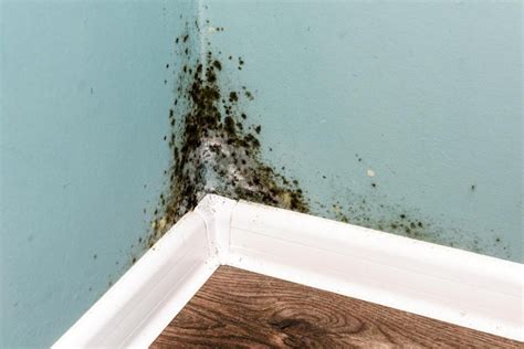 What Is Black Mold? A Guide to Mold's Harmful Effects » Wassup Mate