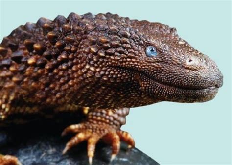 Earless Monitor Lizards Facts and Pictures | Reptile Fact