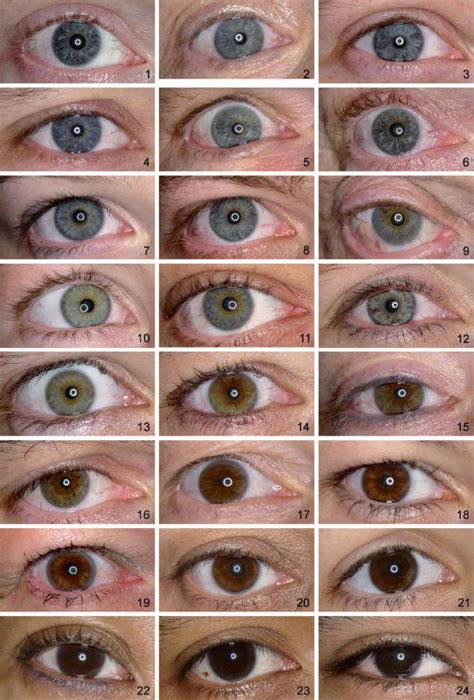 the different types of eyes and how they are used to make them look ...