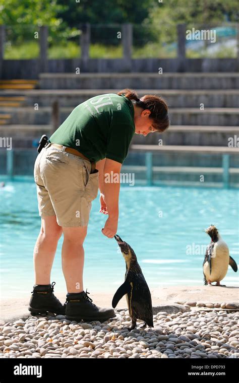 Penguins in ZSL London Zoo on July 17, 2013 in London, England Stock Photo - Alamy