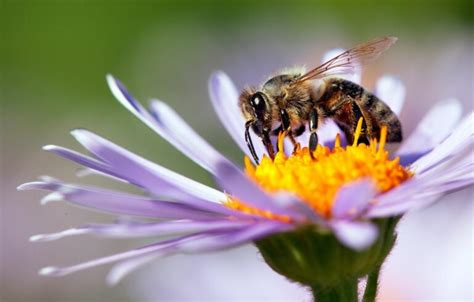 Bee pollination: how does it work? - Plantura