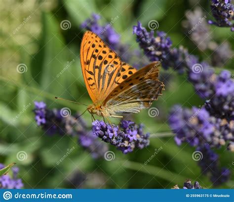 Imperial Mantle, Argynnis Paphia Photo Stock Image - Image of mantle, butterfly: 255963175