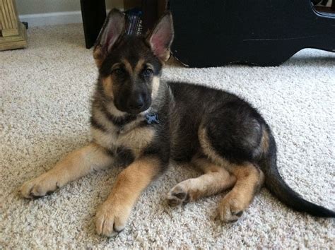 King shepherd Puppy