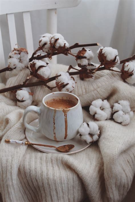 Cotton Plant with Dried Leaves · Free Stock Photo