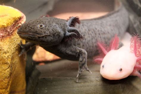 Axolotl Limb Regeneration. This animal can regenerate organs, even ...