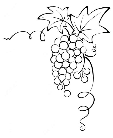 Vine Line Drawing at GetDrawings | Free download
