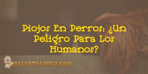 ️ Piojos En Perros: ¿Un Peligro Para Los Humanos? en noviembre del 2024