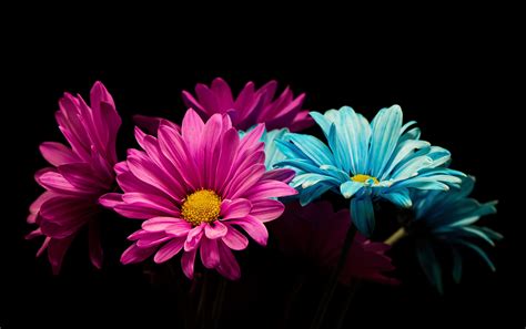 #flowers #colorful #plants #pink #cyan #black black background #5K # ...