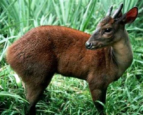 The red brocket is a species of brocket deer from forests in South ...