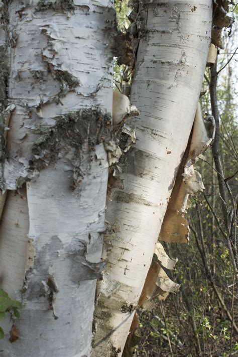 White Birch Bark Tree Free Stock Photo - Public Domain Pictures