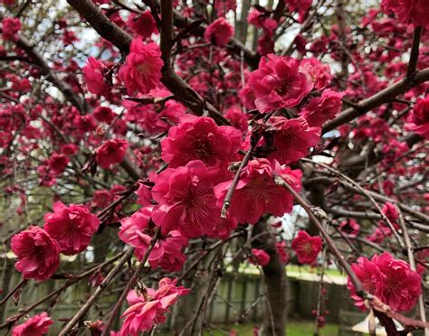 Beautiful Ornamental Weeping Peach Tree • Sugar-Sunshine-and-Flowers