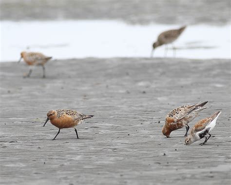 5-10-2021 Ret Knots and one Dunlin (breeding plumage) photo - through_the_lens photos at pbase.com