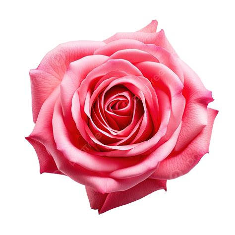 Close Up Of Isolated Rose Flower Cut Out, Rose, Valentine, Isolated PNG ...