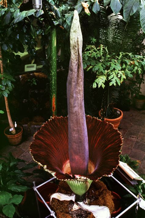 Blooming of the Titan Arum