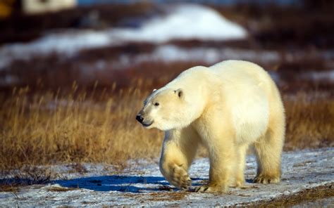 #880391 Bears, Polar bears, Snout, Paws - Rare Gallery HD Wallpapers