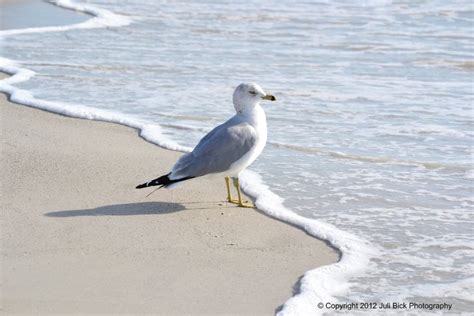 Seagull on the beach | Sea birds, Beach painting, Coastal birds