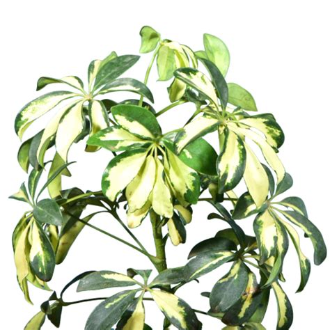 Buy Schefflera Variegated Plant Online at Lowest Price