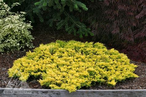 Juniperus horizontalis 'Gold Strike' Dwarf Golden Creeping Juniper ...