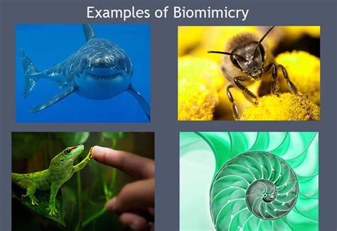 Biomimetics Means - God Invented It First (Part 1)