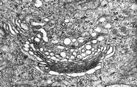 Cytology Slides - Dr. Kasem Histology Homepage