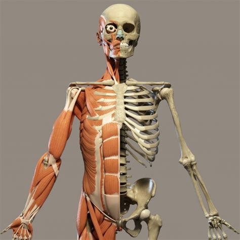 Human Anatomy Front Free Stock Photo - Public Domain Pictures