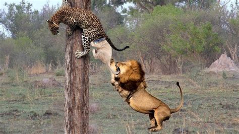 Wild Animals Fight Powerful Lion God destroy Leopard for rescue baby ...