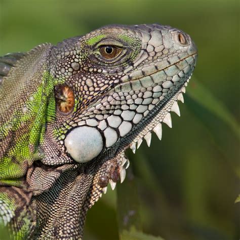 Green Iguana | National Geographic