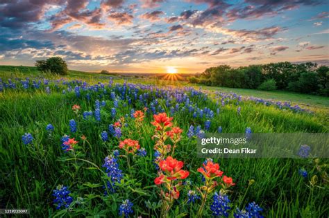 Texas Bluebonnets At Sunset High-Res Stock Photo - Getty Images