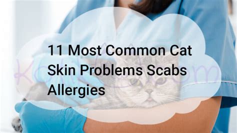 11 Most Common Cat Skin Problems Scabs Allergies - Kotikmeow