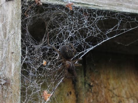 BugBlog: Blue lace web spider portrait