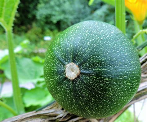 Round Zucchini Squash Seeds / 25 Round Zucchini Seeds / Round - Etsy