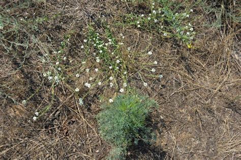 Plants and Flowers in the Steppe Climate Stock Image - Image of dandelion, fresh: 120841575