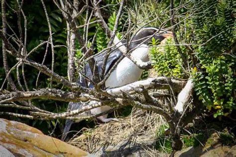 18 Places to See Penguins in New Zealand