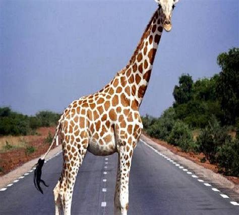 Amazing African Animals: The Tallest Amazing Giraffe