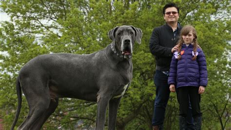 Is this 15 stone Great Dane Britain's heaviest dog? | ITV News