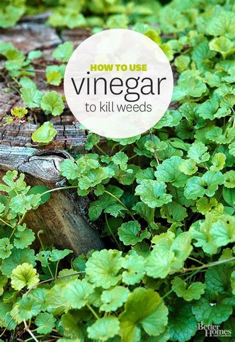 Vinegar as Weed Killer | Stunning Things