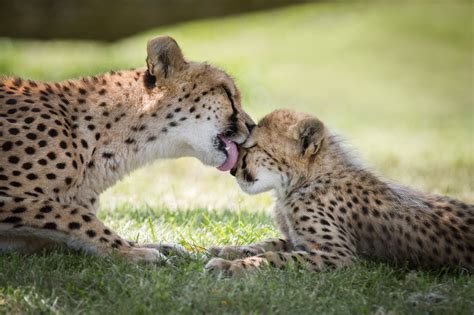 Here are all the details on the Toronto Zoo's new drive-thru Scenic Safari